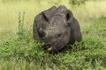 Black rhino Royalty Free Stock Photo