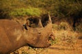 Black Rhino Feeding. Royalty Free Stock Photo