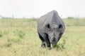 Black Rhino Royalty Free Stock Photo