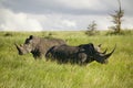 Black Rhino in the green grass of Lewa Wildlife Conservancy, North Kenya, Africa Royalty Free Stock Photo