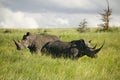 Black Rhino in the green grass of Lewa Wildlife Conservancy, North Kenya, Africa