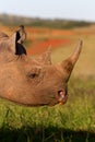 Black Rhino head shot Royalty Free Stock Photo