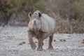 Black rhino with horn removed to prevent poaching