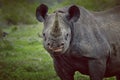 Black Rhino in the Kruger National Park Royalty Free Stock Photo