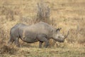 Black rhino with large horn walking in dry bush in Masai Mara in Kenya Royalty Free Stock Photo