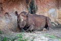 Black Rhino laying down Royalty Free Stock Photo