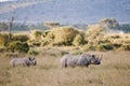 Black Rhino in Masai Mara, Kenya Royalty Free Stock Photo