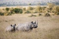 Black Rhino in Masai Mara, Kenya Royalty Free Stock Photo