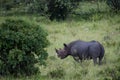 Black rhino in Masai Mara Kenya Royalty Free Stock Photo