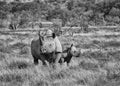 Black Rhino mother and calf