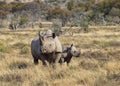 Black Rhino mother and calf Royalty Free Stock Photo