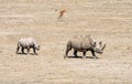 Black Rhino Mother And Calf Royalty Free Stock Photo