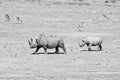 Black Rhino Mother And Calf Royalty Free Stock Photo