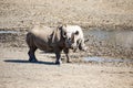 Black Rhino Mother And Calf Royalty Free Stock Photo