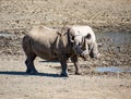 Black Rhino Mother And Calf Royalty Free Stock Photo
