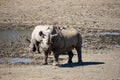 Black Rhino Mother And Calf Royalty Free Stock Photo