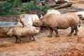 Black rhino mother and her calf Royalty Free Stock Photo