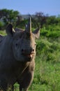 Black rhino Royalty Free Stock Photo