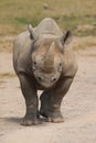 Black rhino