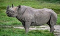 Black Rhino Rhinoceros female Diceros bicornis