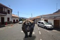 Black rhino running through the streets of a small town Royalty Free Stock Photo