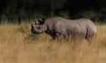 Black Rhino on the Safari Royalty Free Stock Photo
