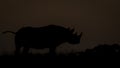 Black rhino silhouette