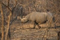 Black Rhino in South Africa Royalty Free Stock Photo