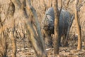 Black Rhino South Africa Royalty Free Stock Photo