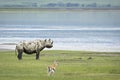 Black rhino standing alert in Ngorongoro Crater in Tanzania