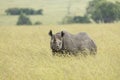 Black rhino looking straight at camera standing still in tall grass in Masai Mara Kenya Royalty Free Stock Photo