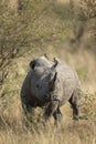 Black Rhino standing under bush seen at Masai Mara, Kenya Royalty Free Stock Photo