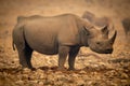 Black rhino stands in profile near zebras