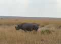 Black Rhino urinating seen at Masai Mara, Kenya Royalty Free Stock Photo