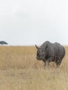 Black Rhino walking in dry grassland at Masai Mara, Kenya, Royalty Free Stock Photo