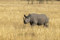 Black Rhino walking in a dry grassland at Masai Mara, Kenya Royalty Free Stock Photo