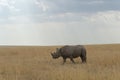 Black Rhino walking in dry grassland at Masai Mara, Kenya, Royalty Free Stock Photo