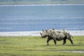 Black rhino walking near water in Ngorongoro Crater in Tanzania