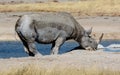 Black Rhino at a waterhole in Etosha Royalty Free Stock Photo