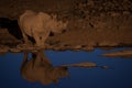 Black rhino at the watering hole, Etosha National Park, Namibia