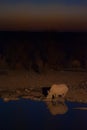 Black rhino at watering hole, Etosha National Park, Namibia Royalty Free Stock Photo