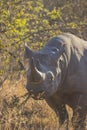 Black rhino in the wild 8 Royalty Free Stock Photo