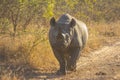 Black rhino in the wild 6 Royalty Free Stock Photo