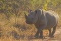 Black rhino in the wild 7 Royalty Free Stock Photo