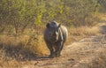 Black rhino in the wild 6 Royalty Free Stock Photo