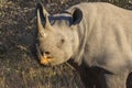 Black rhino in the wild 3 Royalty Free Stock Photo