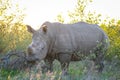 Black Rhino in the wild Royalty Free Stock Photo