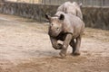 Black Rhinoceros baby Royalty Free Stock Photo