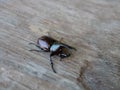 Black rhinoceros beetle isolated on wood