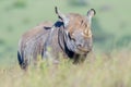 Black Rhinoceros Blinded By Red Billed Oxpecker